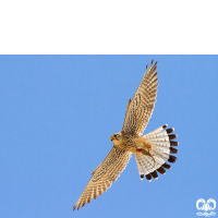 گونه دلیجه Common Kestrel